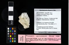 NHMW-GEO-2007z0149-0003_Ol_03.tifProsopon verrucosum (Reuss, 1858)  (NHMW-GEO-2007z0149-0003)